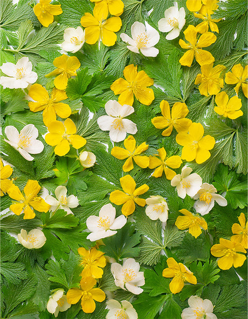 Sanfte Reduktion des Haarwachstums mit natürlichen Inhaltsstoffen